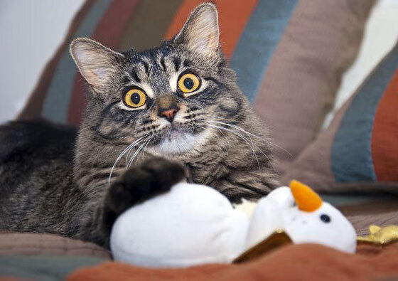 冰与火之歌，新疆队带走雷霆，詹姆斯西决生死战封神